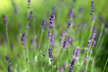 Lavender's blooming