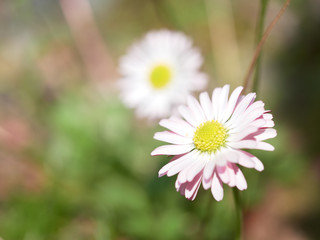 Macro photo of daisy flower in forest