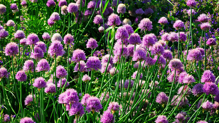 Thickets of decorative bow