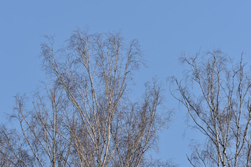Birch tops against the blue sky in a springtime
