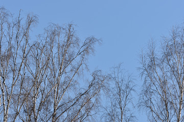 Birch tops against the blue sky in a springtime