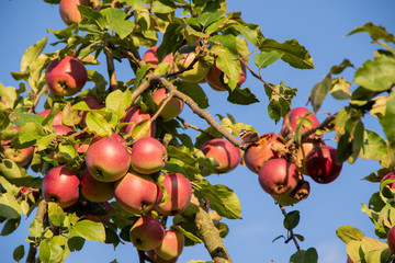 Frash red apples on apple tree branch