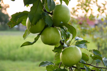 Young green apples grow on a tree in the background of green leaves