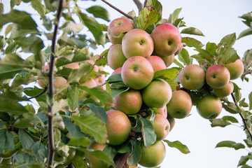 Frash red apples on apple tree branch