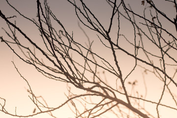 Fototapeta na wymiar tree branch silhouette background