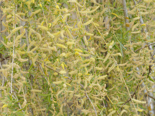 Flowers of Babylon willow or Weeping willow (Salix babylonica)