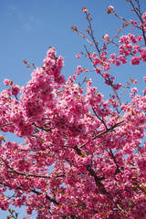 Pink cherry blossoms bloom on bright sky background