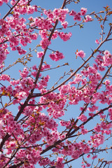 Pink cherry blossoms bloom on bright sky background