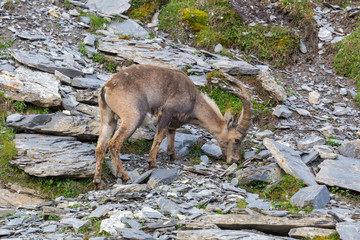 alpine ibex capricorn pasturing in mountain rocks debris