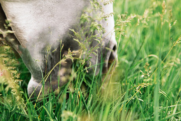 Pony happily eating on a grass covered field with the use of a grazing muzzle.