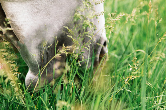 Pony happily eating on a grass covered field with the use of a grazing muzzle.