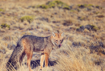 Fox in Patagonia