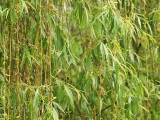 Light green leaves of Babylon willow (Salix babylonica)
