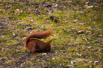 Beautiful squirrel is looking for or hiding a nut in the park.
