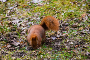 Beautiful squirrel with a bushy tail sits in the park and eats a nut.