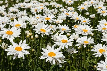 Field of daisies on a sunny summer day