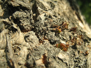  tree buds