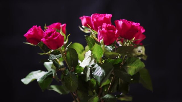 Rotating Bunch of Pink Roses Flower with Wet Petals and Leaves