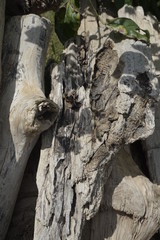 Texture of dry and dead stems and tree branches naturally, isolated on green environment background.