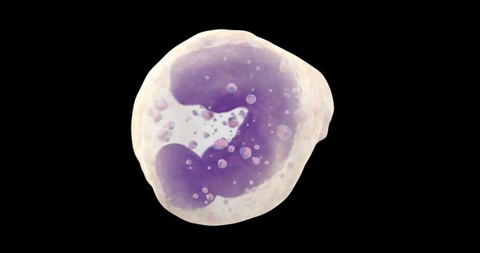 3D animation of white blood cell basophil