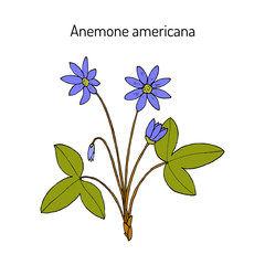 Anemone americana hepatica nobilis , medicinal plant