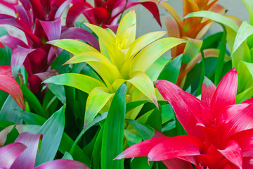 colorful blooming bromelia flowers. Floral background.