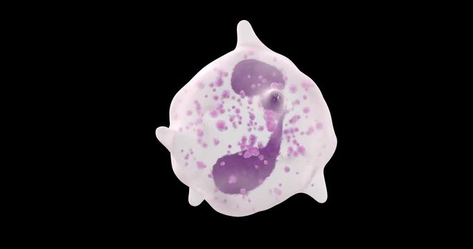 3D animation of white blood cell eosinophil