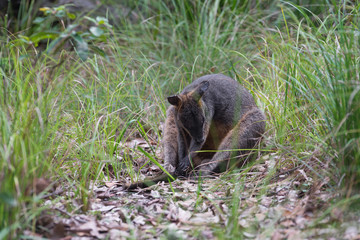Black wallaby sitting in Australian bush