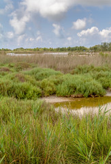 Obraz premium Regional Nature Park of the Camargue