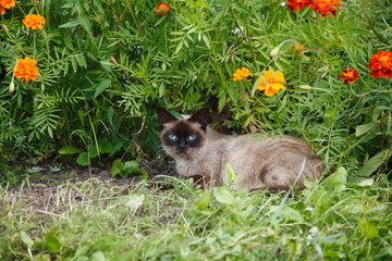 blue-eyed Siamese cat lies near a flower bed with flowers of marigolds