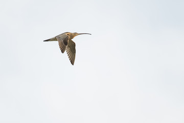 Wild eurasian curlew flying in front of a blue sky