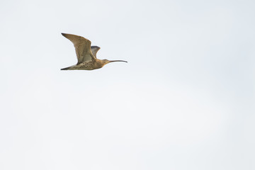Wild eurasian curlew flying in front of a blue sky