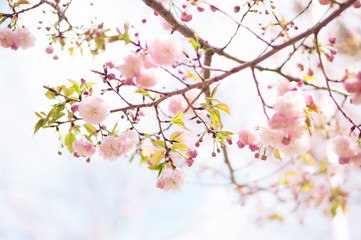 sakura