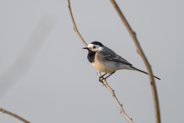 European white wagtail in a bush in front of a lake