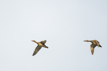 Gadwall ducks flying in front of a blue sky