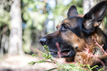 Dog German Shepherd in the forest in an early spring