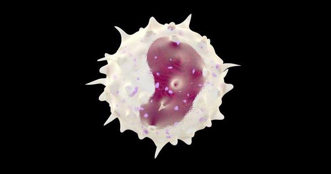 3D animation of white blood cell monocyte