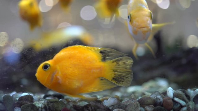 aquarium fish Cichlids parrot yellow. lots of floating yellow parrot fish in the aquarium