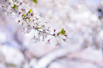 Cherry Blossom