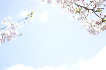Obraz na płótnie Canvas 桜　Cherry Blossoms (Sakura flowers) in full bloom, Japan