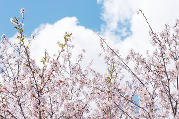 Cherry Blossom