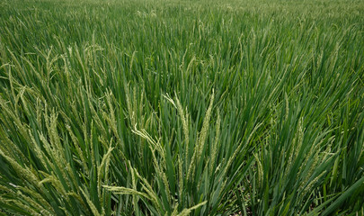Paddy plants in green rice fields at Bali island, Indonesia, Asia Tenggara. Isolated on green enviromental and earth hour concepts