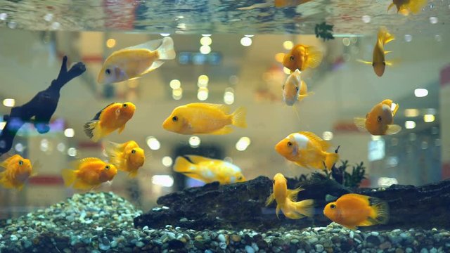 aquarium fish Cichlids parrot yellow. lots of floating yellow parrot fish in the aquarium