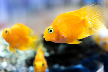 aquarium fish Cichlids parrot yellow. lots of floating yellow parrot fish in the aquarium