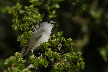 A stunning male Blackcap, Sylvia atricapilla, perched in a Hawthorn tree singing.	