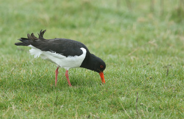 A pretty Oystercatcher, Haematopus ostralegus, serching for food in a field on a dark rainy day in the UK.