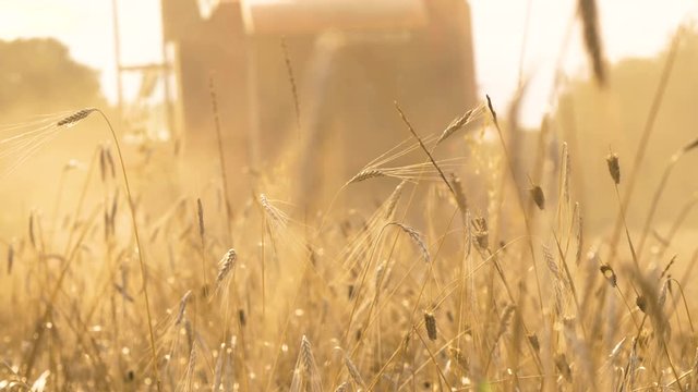 Thresher farming in golden wheat field. Threshing machine working in Italy.