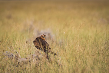 A habitat image of Montagu's harrier or Circus pygargus sitting on a beautiful perch in meadows at tal chappar blackbuck sanctuary, India