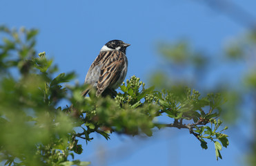 A stunning male Reed Bunting, Emberiza schoeniclus, perching on a Hawthorn tree.