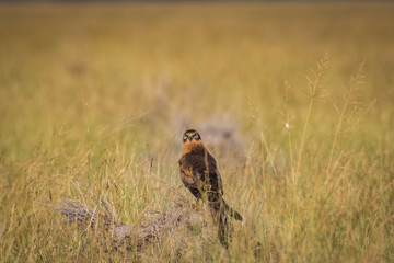 A habitat image of Montagu's harrier or Circus pygargus sitting on a beautiful perch in meadows at tal chappar blackbuck sanctuary, India